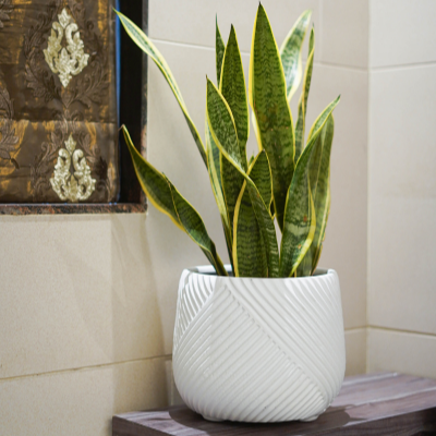Rio Fibre Planter