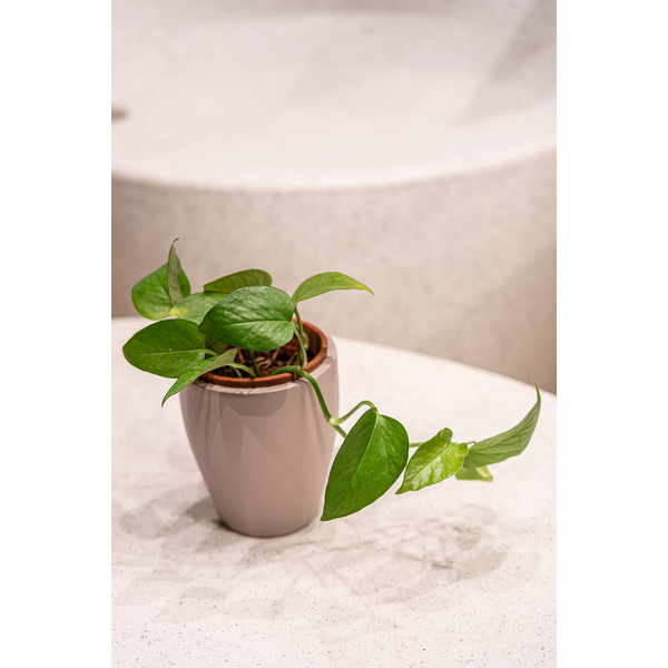 VELMA set of 2 combo terracotta planter