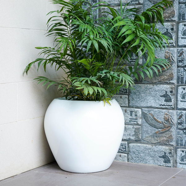 APPLE FIBRE PLANTER