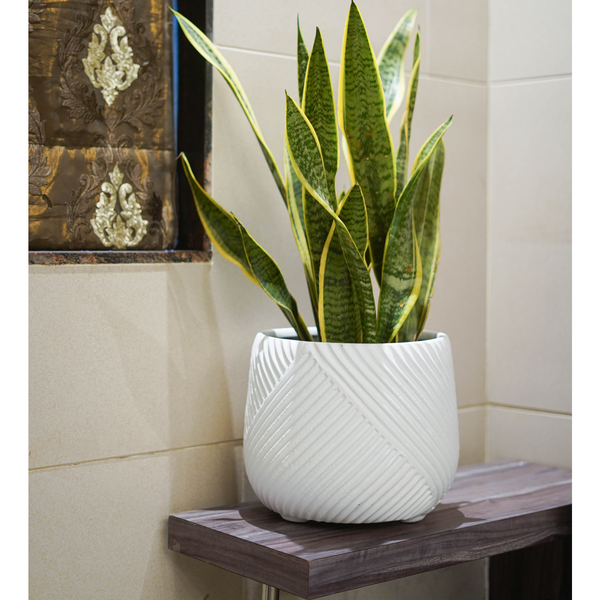 RIO FIBRE PLANTER