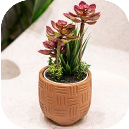 Terracotta